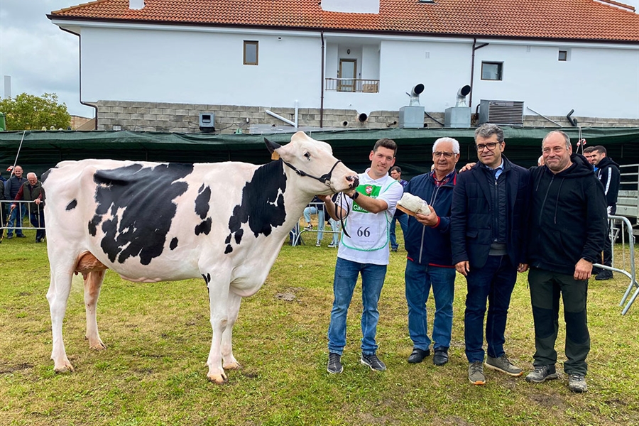 Somoboo Elvira Elude (Somoboo), Vaca Gran Campeona en el Concurso de...