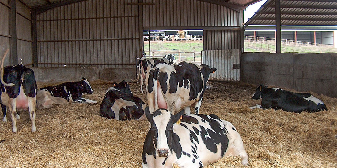 Nuevo programa Nanta Dairy Start para la optimizacin del bienestar y...