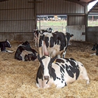 Nuevo programa Nanta Dairy Start para la optimización del bienestar y la longevidad de las vacas lecheras