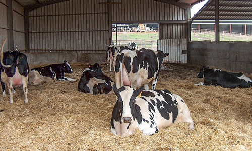 Nuevo programa Nanta Dairy Start para la optimizacin del bienestar y...