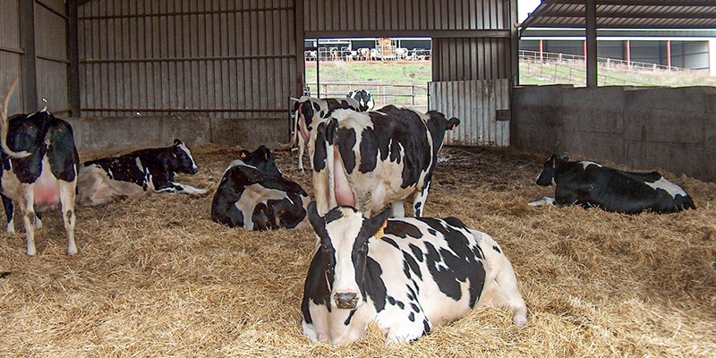 Nuevo programa Nanta Dairy Start para la optimización del bienestar y la longevidad de las vacas lecheras