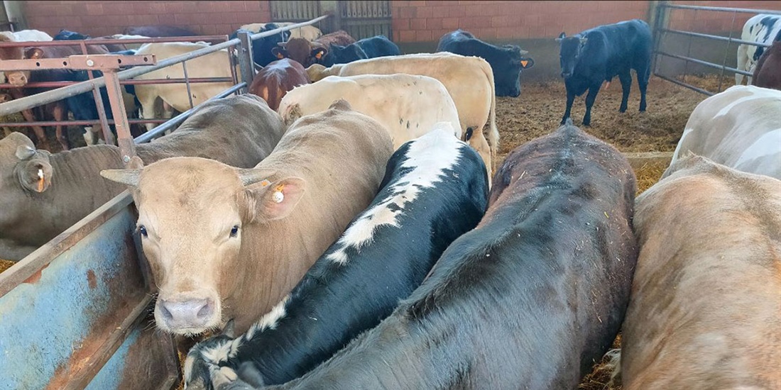El proyecto Beefmetalist desarrolla una aplicacin para calcular las...