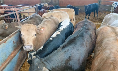 El proyecto Beefmetalist desarrolla una aplicacin para calcular las...