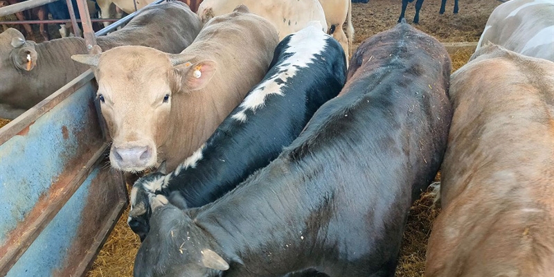 El proyecto Beefmetalist desarrolla una aplicacin para calcular las emisiones de metano de los terneros de engorde en Catalua