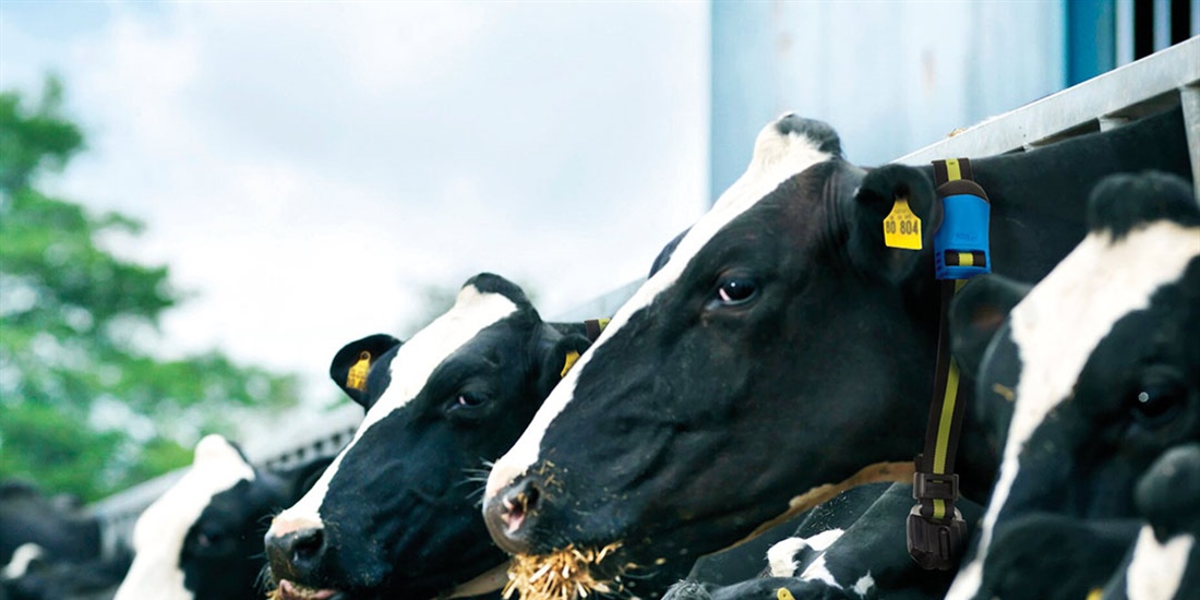 MSD Animal Health desplegar su gama de productos y soluciones...