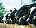 MSD Animal Health desplegar su gama de productos y soluciones tecnolgicas en la celebracin del XXV Congreso ANEMBE