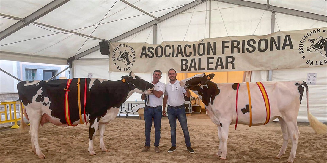 Trencadeta Douglas Venus (Torre Trencadeta), Vaca Gran Campeona de...