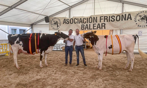 Trencadeta Douglas Venus (Torre Trencadeta), Vaca Gran Campeona de...