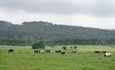 Cantabria convoca ayudas para compensar las dificultades de recogida de la leche en ganaderas de vacuno de alta montaa y zonas con dificultades