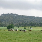 Cantabria convoca ayudas para compensar las dificultades de recogida de la leche en ganaderas de vacuno de alta montaa y zonas con dificultades