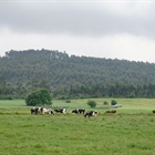 Cantabria convoca ayudas para compensar las dificultades de recogida de la leche en ganaderías de vacuno de alta montaña y zonas con dificultades