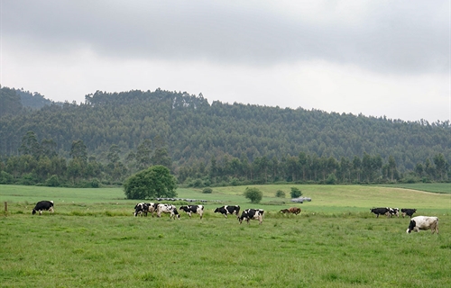 Cantabria convoca ayudas para compensar las dificultades de recogida de...