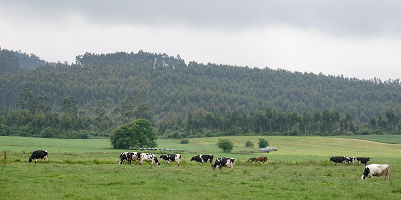 Cantabria convoca ayudas para compensar las dificultades de recogida de la leche en ganaderas de vacuno de alta montaa y zonas con dificultades