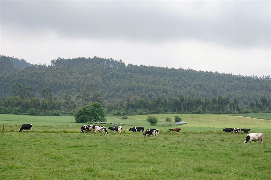 Cantabria convoca ayudas para compensar las dificultades de recogida de...