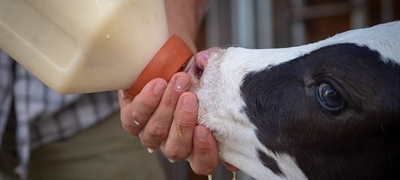 #RealidadGanadera: La importancia de una adecuada evaluacin del impacto socioeconmico para la reforma legislativa en bienestar animal de la UE