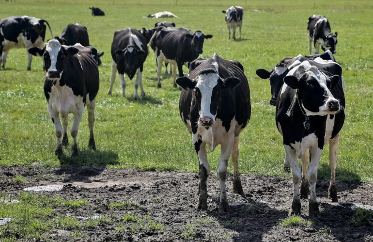 La Comisin Europea afirma que la relajacin de control de tuberculosis...