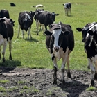 La Comisión Europea afirma que la relajación de control de tuberculosis bovina en Castilla y León incumplía las normas de la Unión Europea