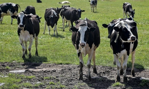 La Comisin Europea afirma que la relajacin de control de tuberculosis...