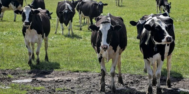 La Comisin Europea afirma que la relajacin de control de tuberculosis bovina en Castilla y Len incumpla las normas de la Unin Europea