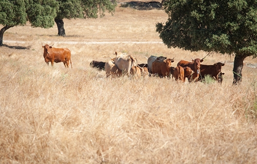 El Gobierno elimina las restricciones al movimiento de ganado bovino,...