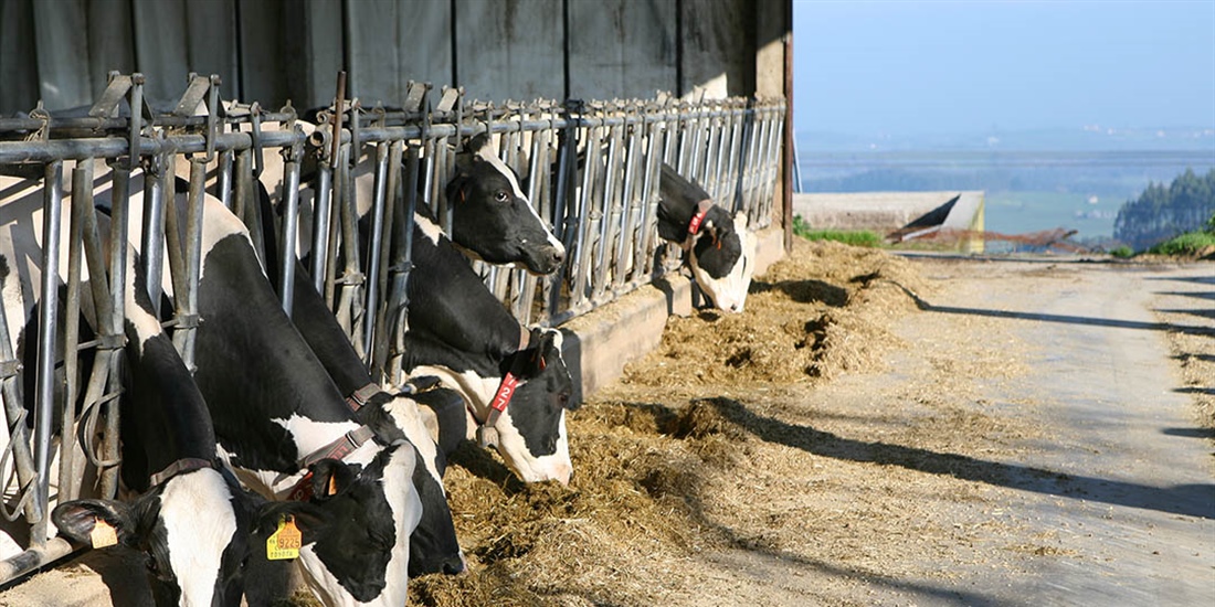 Cantabria destina 750.000 euros a fomentar la produccin lechera de...