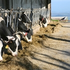 Cantabria destina 750.000 euros a fomentar la producción lechera de ganado bovino, ovino y caprino