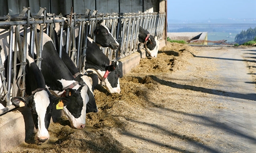 Cantabria destina 750.000 euros a fomentar la producción lechera de...