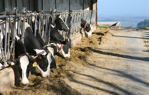 Cantabria destina 750.000 euros a fomentar la producción lechera de...