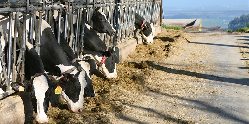Cantabria destina 750.000 euros a fomentar la produccin lechera de ganado bovino, ovino y caprino