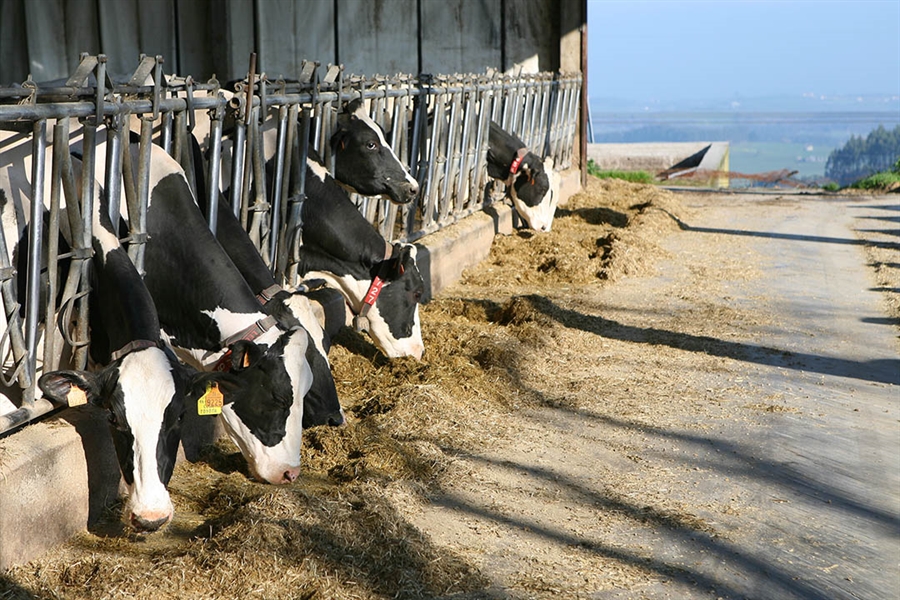 Cantabria destina 750.000 euros a fomentar la produccin lechera de...