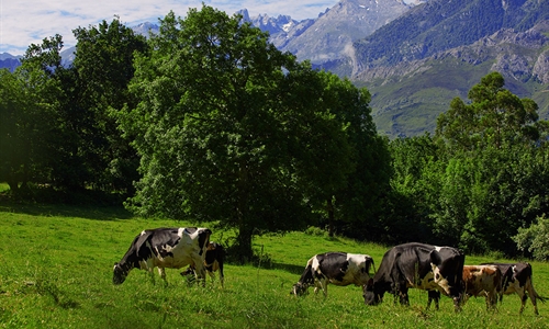 El sector lácteo español y europeo, a la vanguardia mundial en...