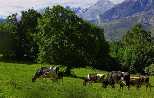 El sector lácteo español y europeo, a la vanguardia mundial en...