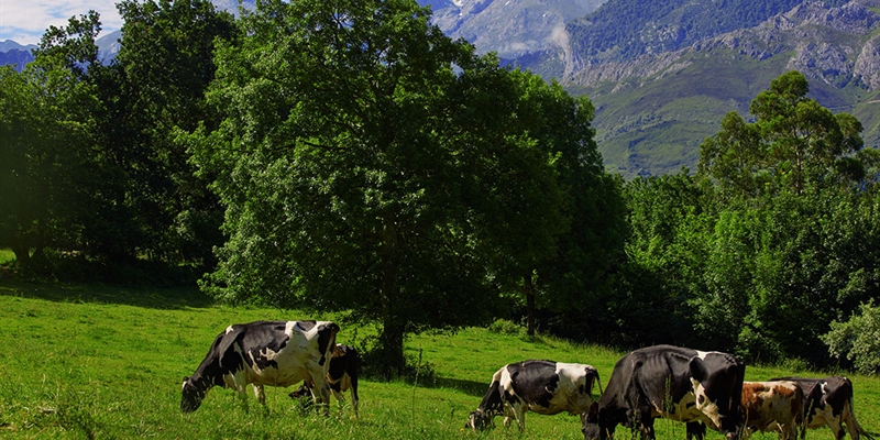 El sector lcteo espaol y europeo, a la vanguardia mundial en seguridad alimentaria y sostenibilidad