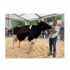 Llinde Wally Golddust (SAT Ceceo), Vaca Gran Campeona de Treceo 2023