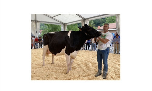 Llinde Wally Golddust (SAT Ceceo), Vaca Gran Campeona de Treceo 2023