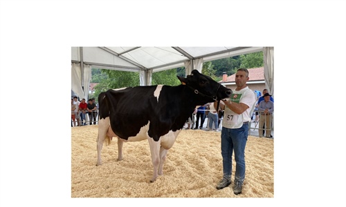Llinde Wally Golddust (SAT Ceceo), Vaca Gran Campeona de Treceo 2023