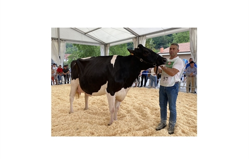 Llinde Wally Golddust (SAT Ceceo), Vaca Gran Campeona de Treceo 2023