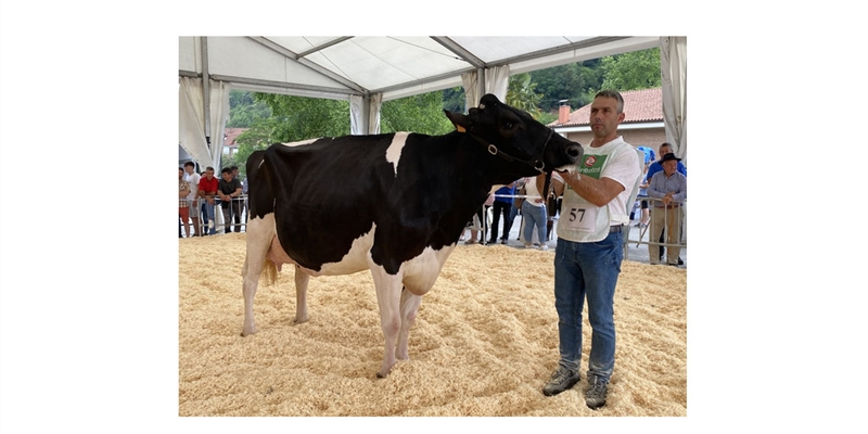 Llinde Wally Golddust (SAT Ceceo), Vaca Gran Campeona de Treceo 2023