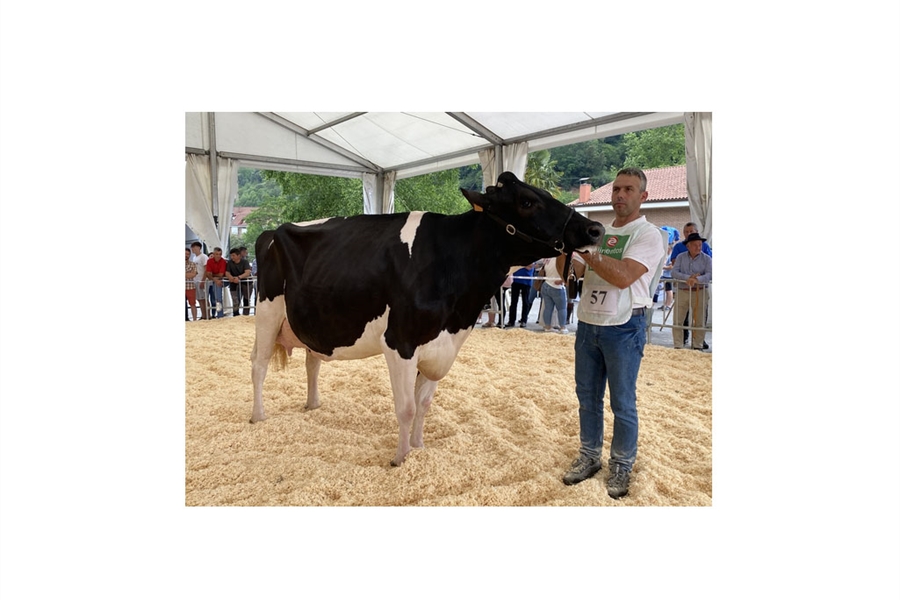 Llinde Wally Golddust (SAT Ceceo), Vaca Gran Campeona de Treceo 2023