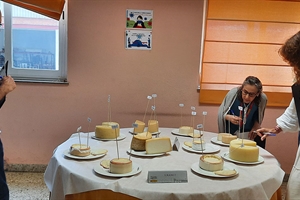 El jurado del Premio Alimentos de Espaa al Mejor Queso evala las 161 muestras presentadas al certamen