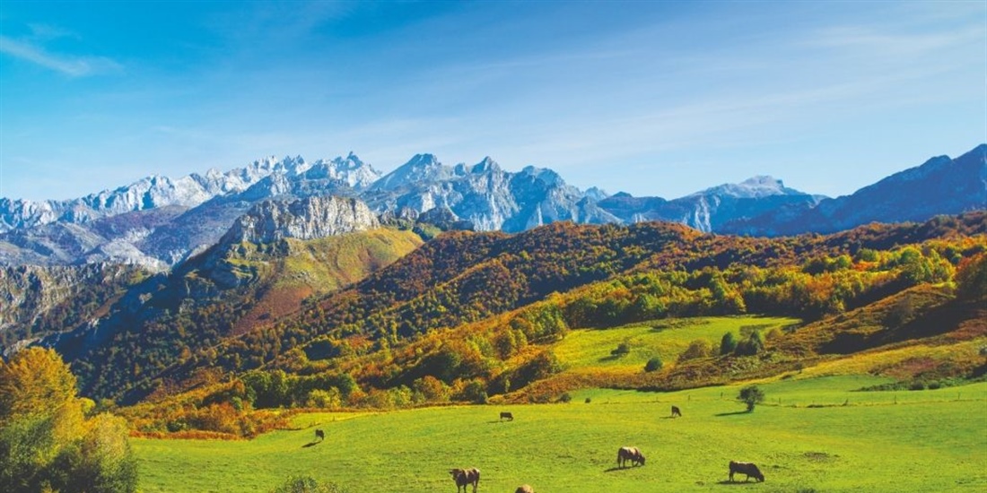 Asturias destina 11.000 euros de media para apoyar a las explotaciones...