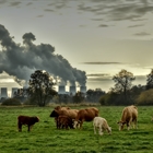 #RealidadGanadera: La “vaca expiatoria” o por qué la ganadería tiene que pagar por la contaminación provocada por otras industrias