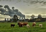 #RealidadGanadera: La “vaca expiatoria” o por qué la ganadería tiene que pagar por la contaminación provocada por otras industrias