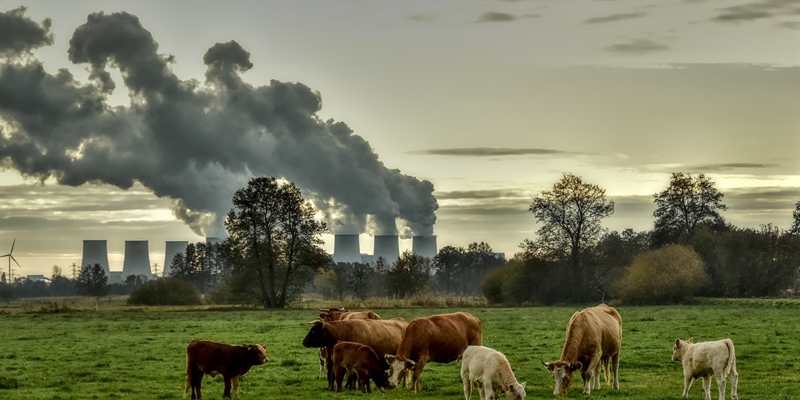 #RealidadGanadera: La vaca expiatoria o por qu la ganadera tiene que pagar por la contaminacin provocada por otras industrias