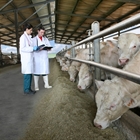 #RealidadGanadera EAAP: "Promover la salud y el bienestar de los animales mediante el control de patgenos"