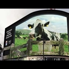 Vacas relajadas, leche fresca, original publicidad en 3D protagonizada por una vaca frisona