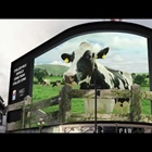 “Vacas relajadas, leche fresca”, original publicidad en 3D protagonizada por una vaca frisona