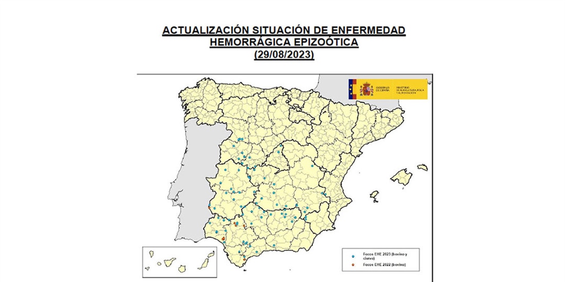 Crece la preocupacin por la EHE (Enfermedad Hemorrgica Epizotica) en...