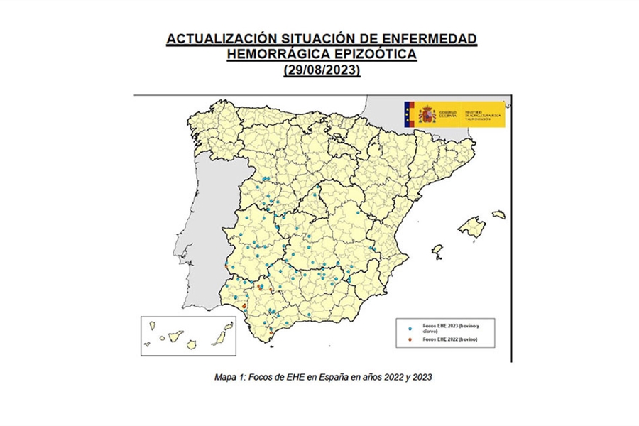 Crece la preocupacin por la EHE (Enfermedad Hemorrgica Epizotica) en...