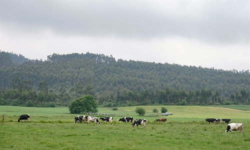 El Gobierno de Cantabria pide a los ganaderos que extremen las...